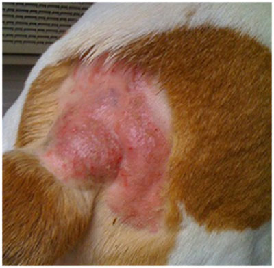 Hot spots on dogs