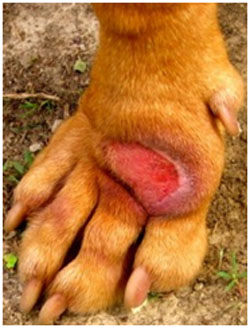 are hot spots on dogs dangerous