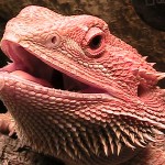 Reptiles as Pets : Things You Should Know #ReptileCare