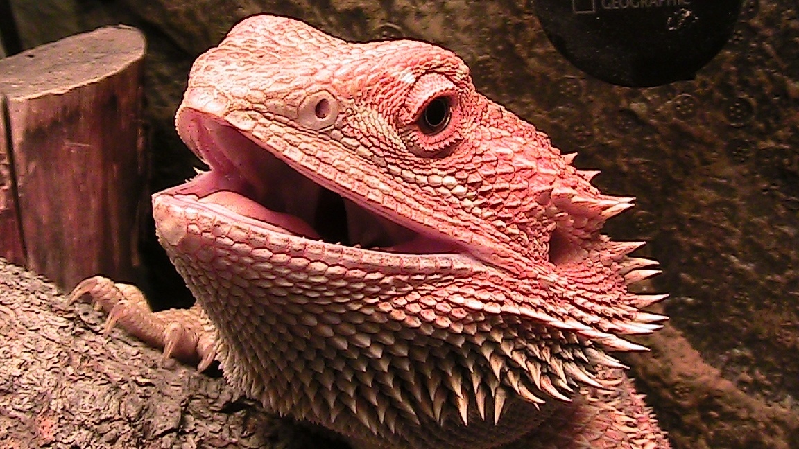 Reptiles as Pets : Things You Should Consider, #ReptileCare