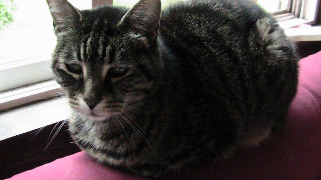 Jessie Cat Sunday Selfies Blog Hop
