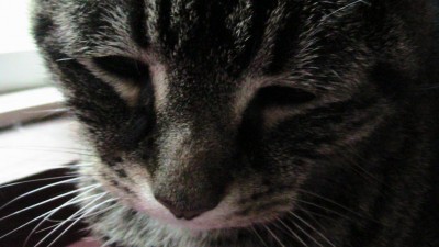 Jessie Cat Sunday Selfies Blog Hop