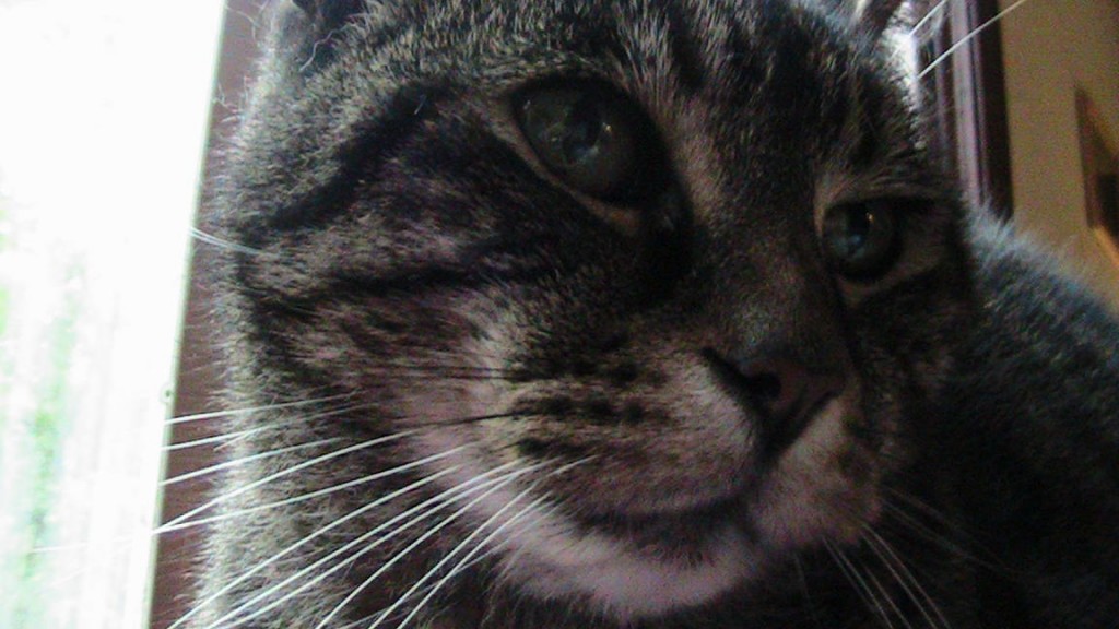 Jessie Cat Sunday Selfies Blog Hop