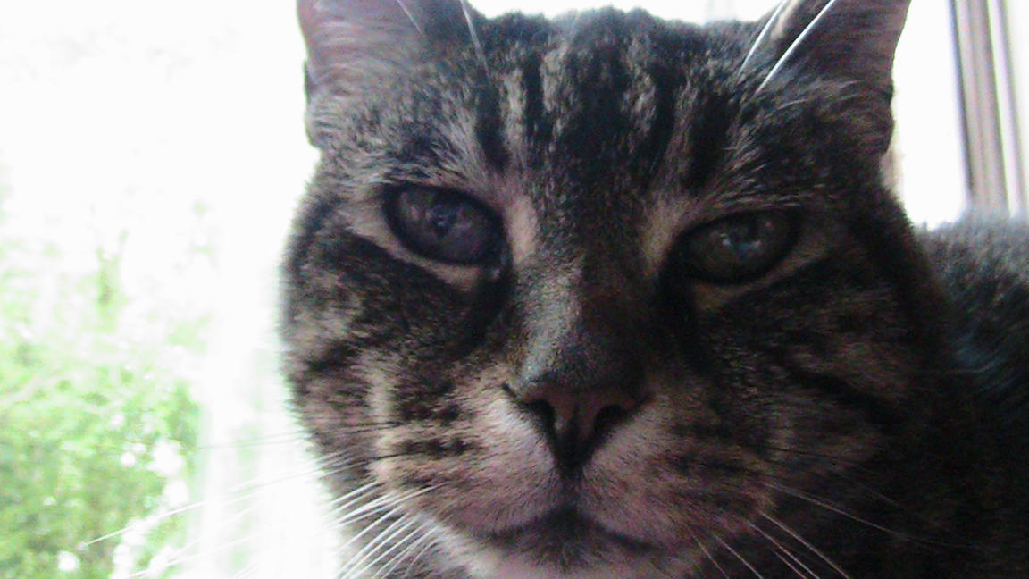 Jessie Cat Sunday Selfies Blog Hop