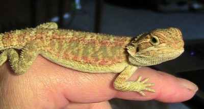 Reptiles as Pets : Things You Should Consider, #ReptileCare