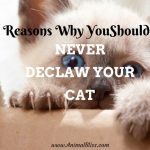 Reasons Why You Should NEVER Declaw Your Cat – Inhumane