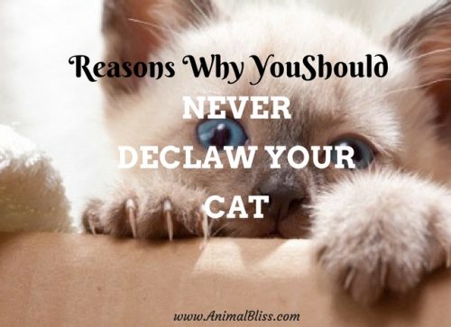 Reasons why you should NEVER declaw your cat.