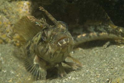 What is a Sarcastic Fringehead? Can you guess?