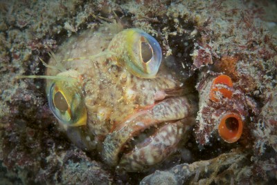 What is a Sarcastic Fringehead? Can you guess?