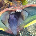 What is a Sarcastic Fringehead? Can you guess?