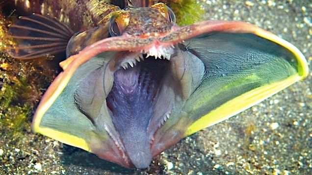 What is a Sarcastic Fringehead? Can you guess?