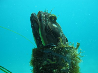 What is a Sarcastic Fringehead? Can you guess?