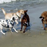 The Benefits of Socialization for Your Dog – Some Good Advice