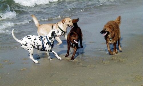 The Benefits of Socialization for Your Dog - Some Good Advice