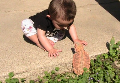 A Boy and a Bearded Dragon : a Wordless Wednesday Post