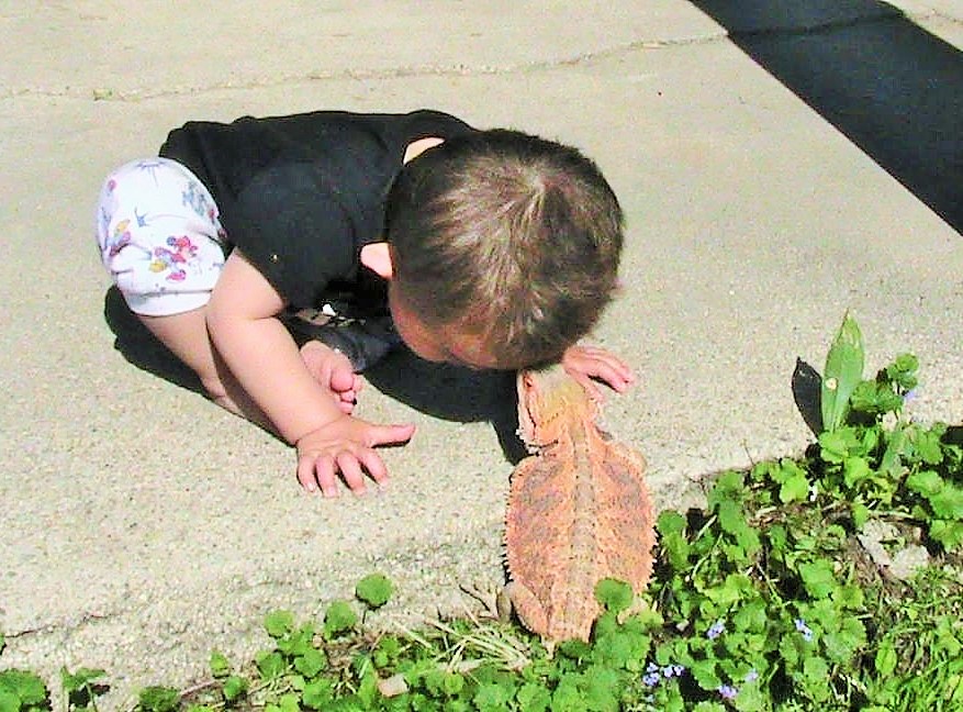 A Boy and a Bearded Dragon : Wordless Wednesday Post