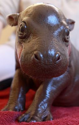 Baby Hippo