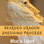 Bearded Dragon Shedding Process : What to Expect