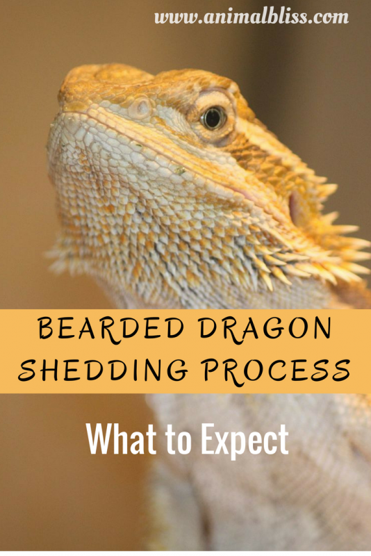 Is your Bearded Dragon looking a dull, grayish? It's most likely going through the Bearded Dragon shedding process. Read all about it here.