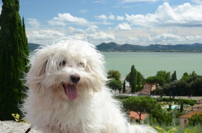  Problemi di salute della razza del cane maltese