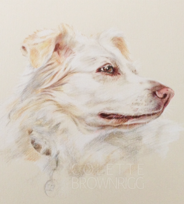 Pet Portrait Artist - Colette Brownrigg