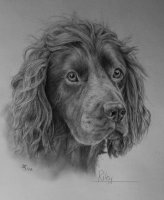 Pet portrait artist, Eilidh Geddes, Scotland