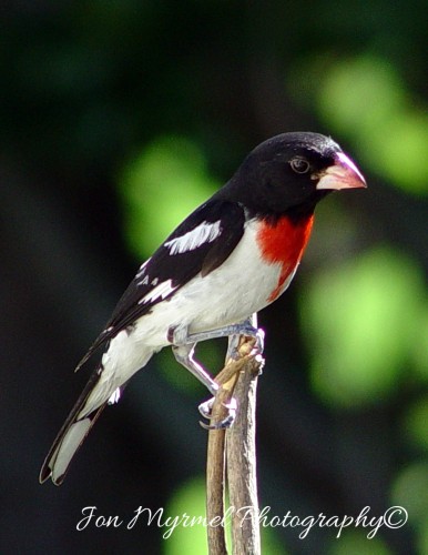 How To Attract Birds to Your Backyard