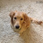 Carpet Cleaning For Pet Owners: Tips for Pet Stains and Maintenance