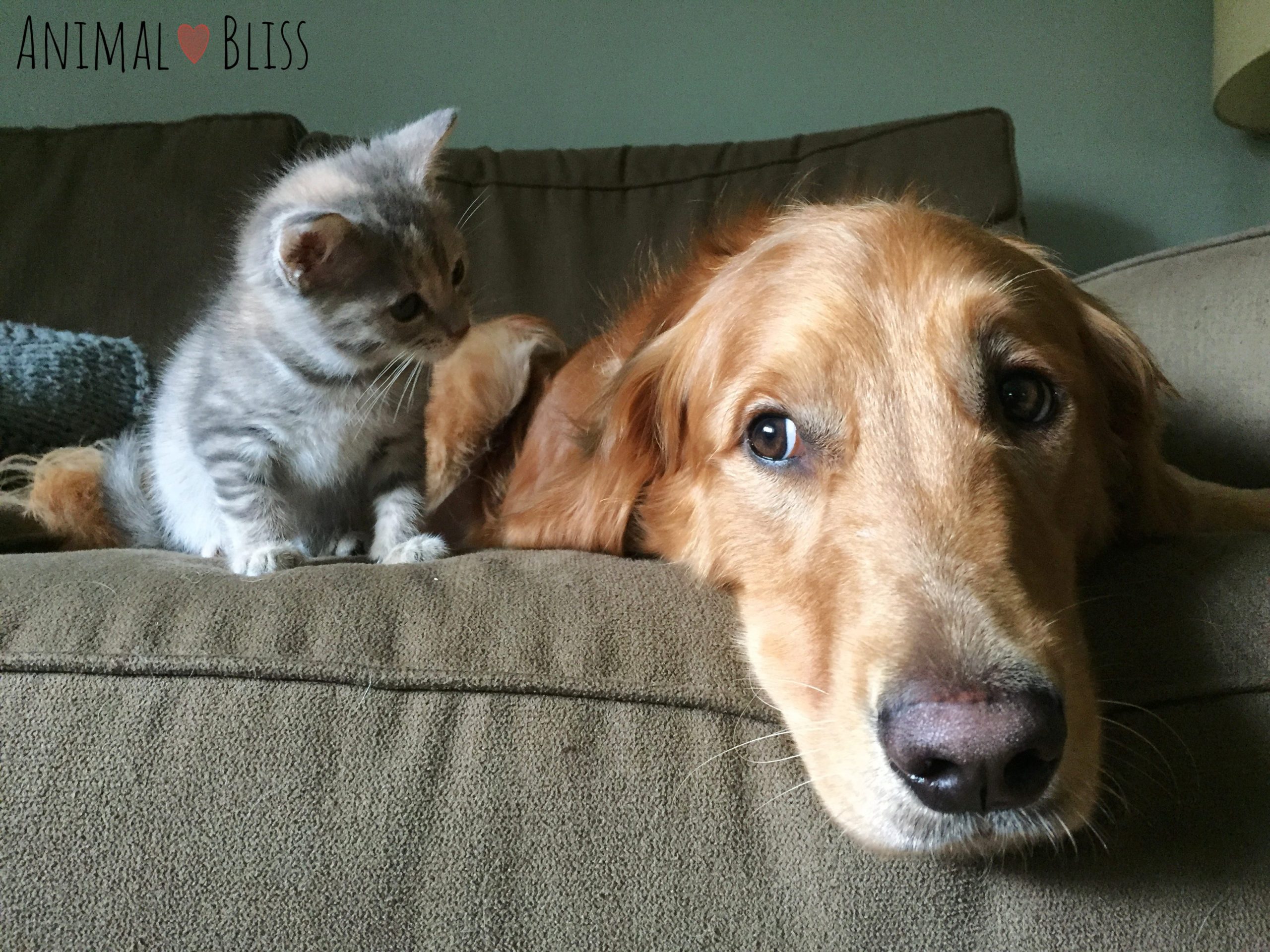 Curious kitten being introduced to a dog