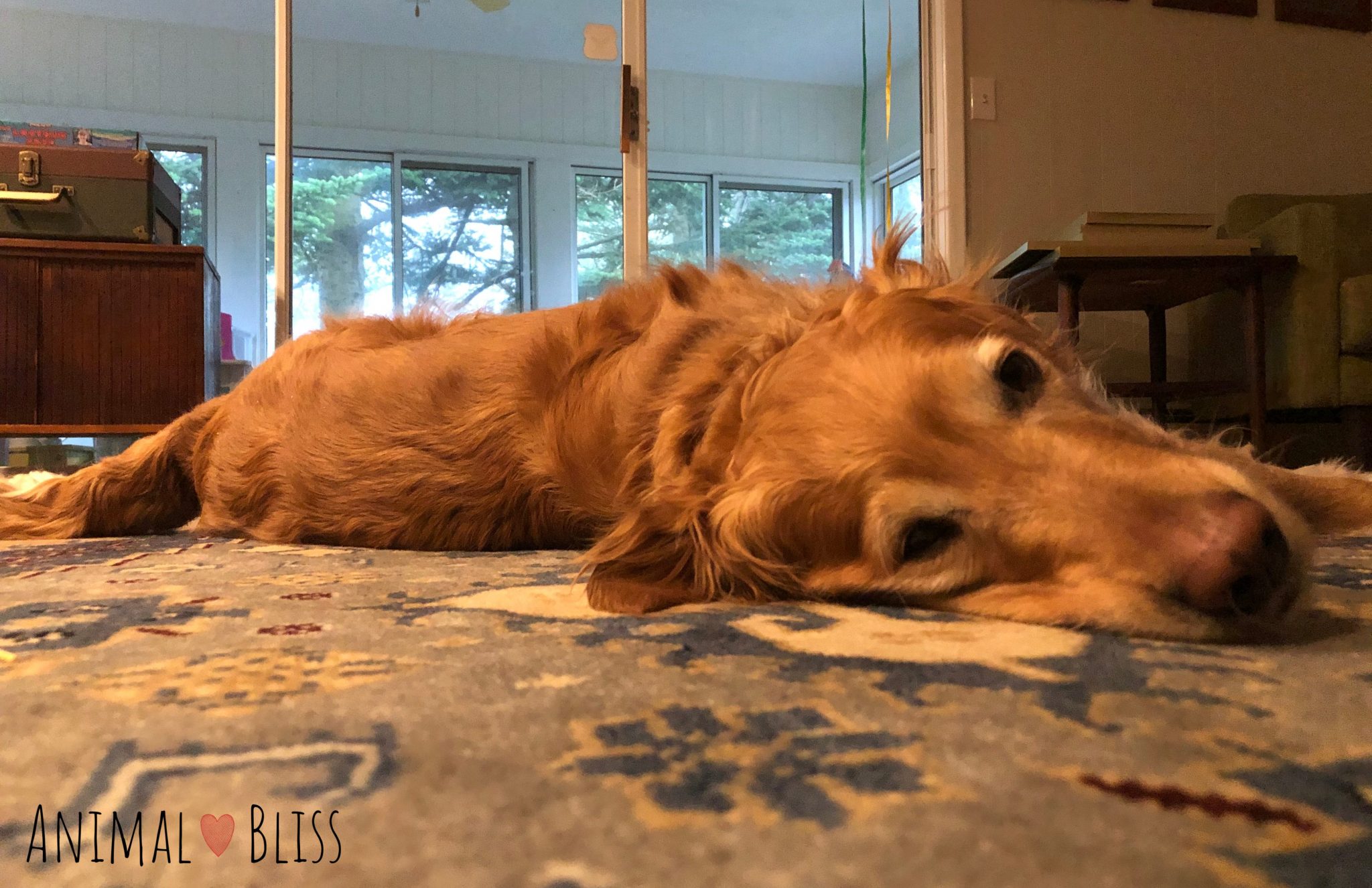 Carpet Cleaning For Pet Owners Tips for Pet Stains and Maintenance