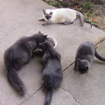 Ferals - Mister, Kitty, Sweetie, and Siam