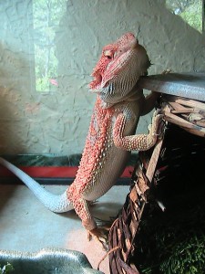 Bearded Dragon shedding process