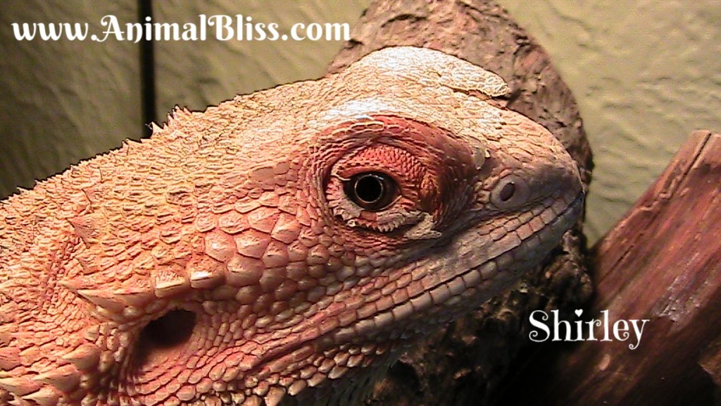 Bearded Dragon Shedding Process Reptile Shed What to Expect