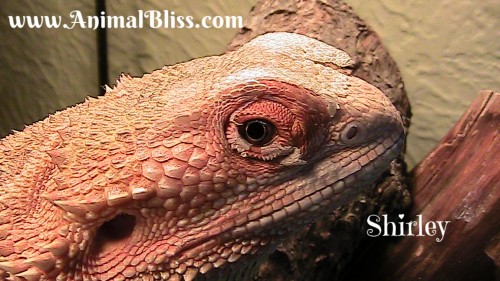 Bearded Dragon Shedding Process : Reptile Shed - What to 