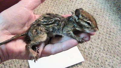 The day we found a drowning chipmunk in our pond. We did a good thing. Click on the link to see short video, and see what happened after.