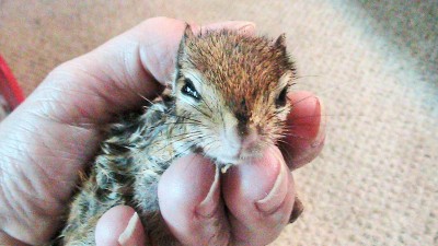 The day we found a drowning chipmunk in our pond. We did a good thing. Click on the link to see short video, and see what happened after.