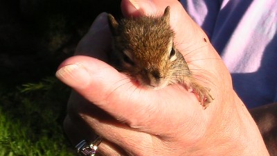 The day we found a drowning chipmunk in our pond. We did a good thing. Click on the link to see short video, and see what happened after.