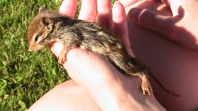 The day we found a drowning chipmunk in our pond. We did a good thing. Click on the link to see short video, and see what happened after.