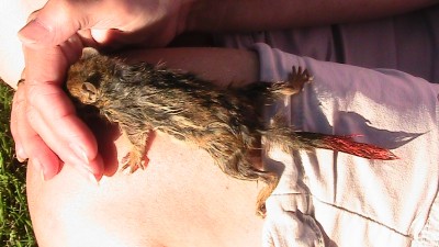 The day we found a drowning chipmunk in our pond. We did a good thing. Click on the link to see short video, and see what happened after.