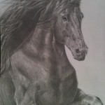Kate Evans, Horse, Animal Portrait Artist