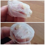 Bearded Dragon Head Shed