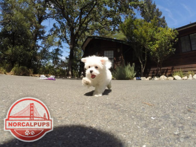  Problemi di salute della razza di cane maltese 