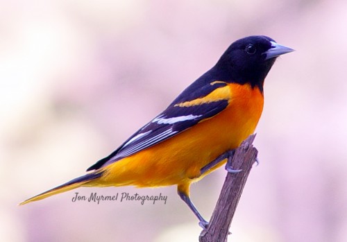 How To Attract Birds to Your Backyard - Baltimore Oriole