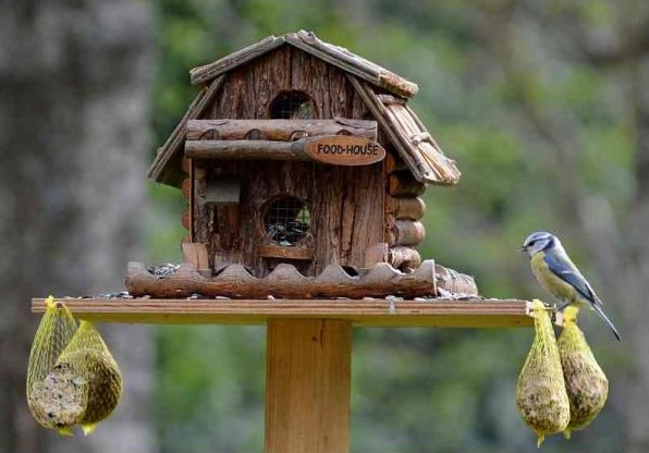 How to Attract Birds to Your Backyard