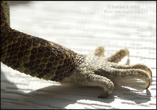 Bearded Dragon shedding process