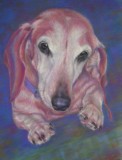 Featuring  Animal Portrait Artist : Sheri Hoeger, USA : Animal Bliss