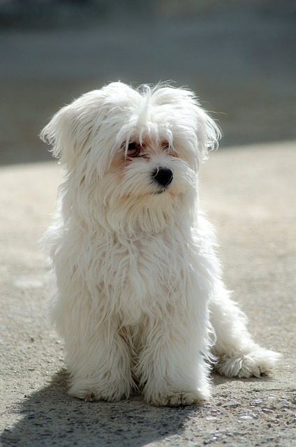 Maltês Raça do Cão Problemas de Saúde