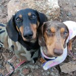 The Truth About Dachshunds aka Wiener Dogs