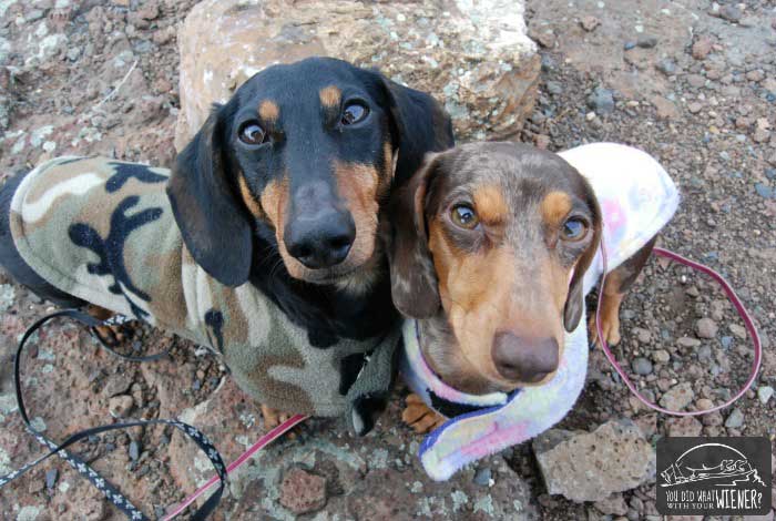 The truth about dachshunds, aka weiner dogs