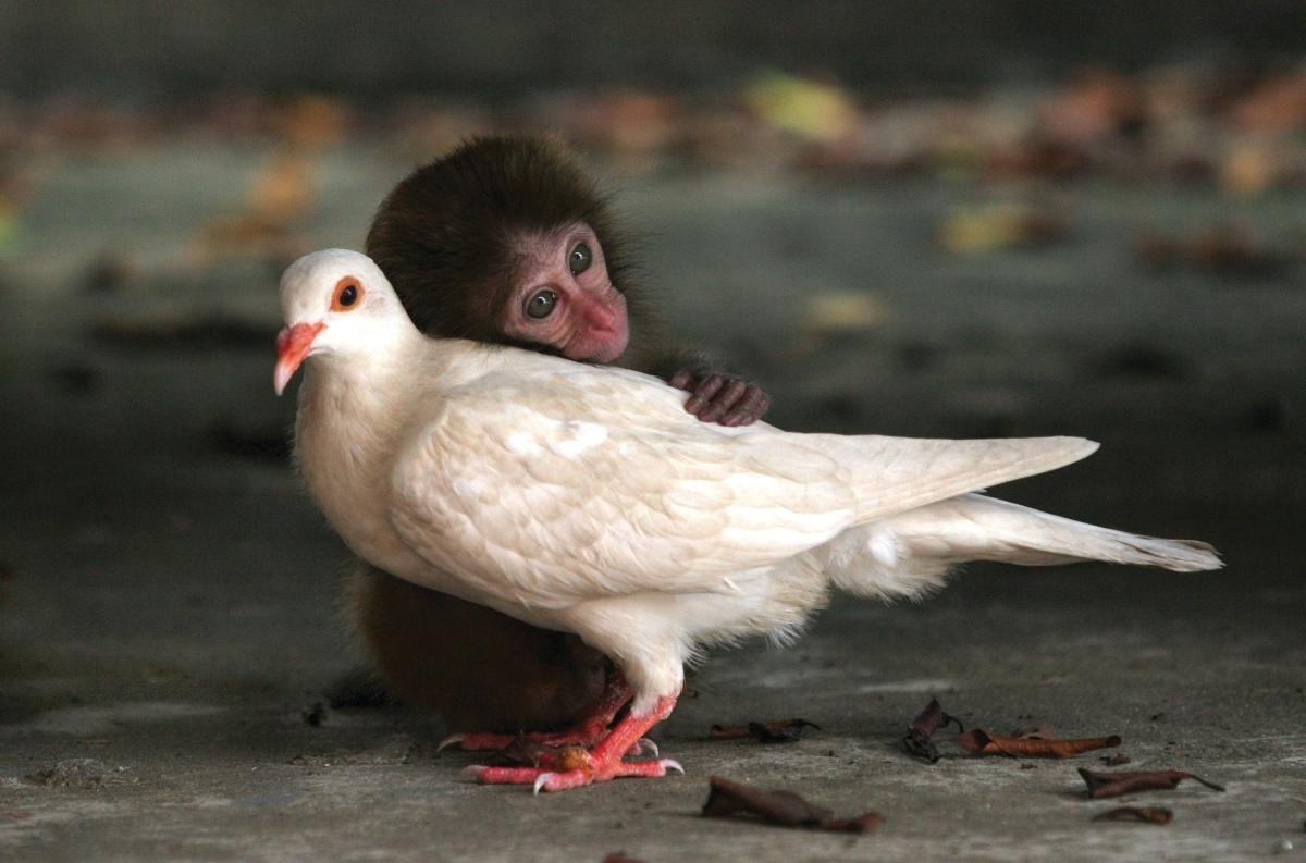 This macaque and dove lived together in an animal protection center off the coast China. They ate, played and slept together for two months, before being released into the wild.